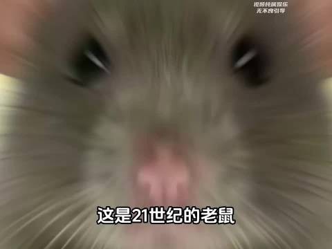 1346年鼠哥暴力清图横扫欧洲,至今还在人类实验室还债 !