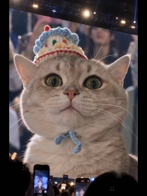 北公主生日快乐生日帽豆包妹妹 替你戴啦