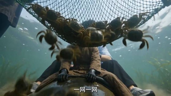 同一种蟹差了三十倍，热搜说崩盘，其实是裂了