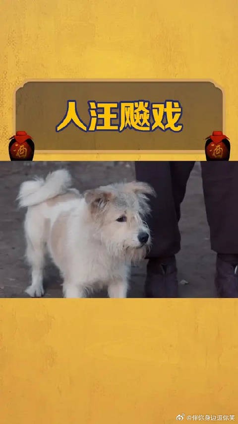 老酒馆里藏龙卧狗,老戏汪是你吗?