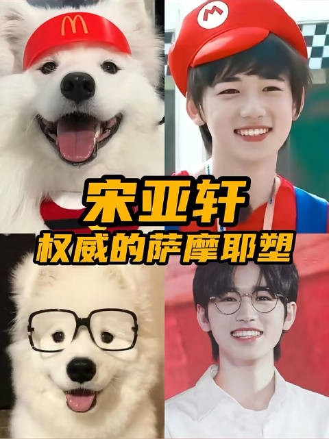 宋亚轩权威的萨摩耶塑 宝宝你就是一只可爱的萨摩耶