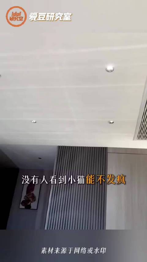想当小田的猫也不是一天两天了、田曦薇给康康唱了首小猫颂