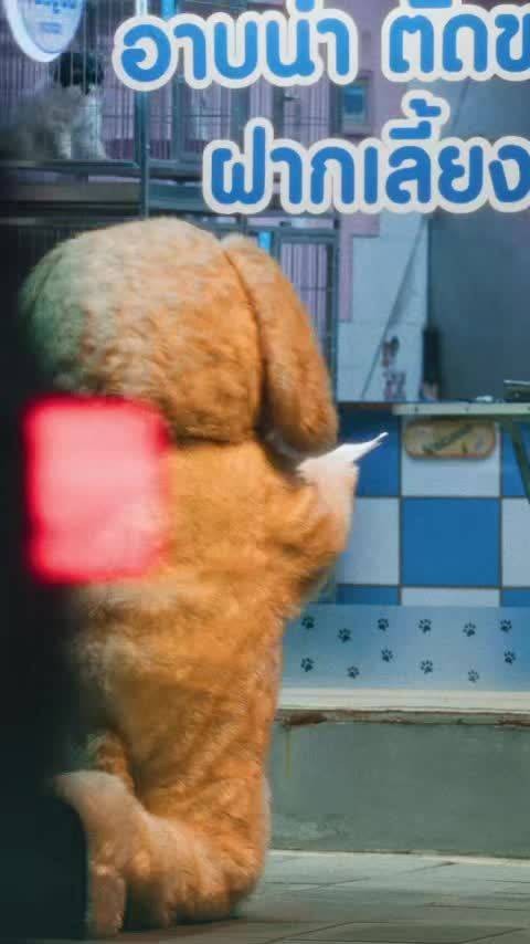 杰乐Billkin时隔六年再合作，合作曲Golden Retriever上线