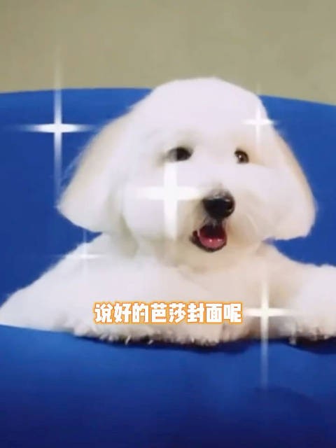 现在看到这个还是笑崩 天资真的是很残忍的东西 猫科建模太优越了