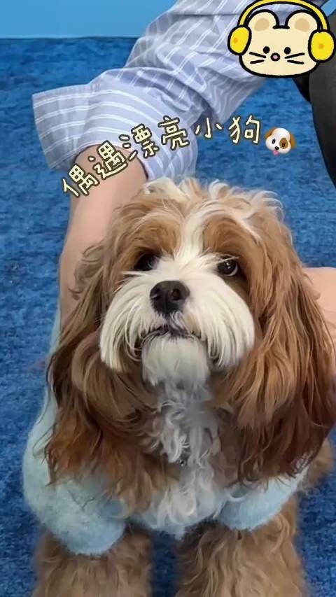 完全小猫来的太喜欢啦！
