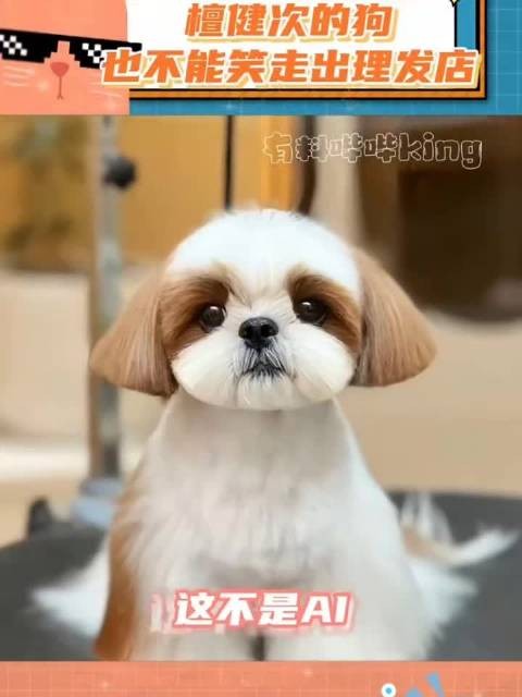 呆球：剪完发型天塌了