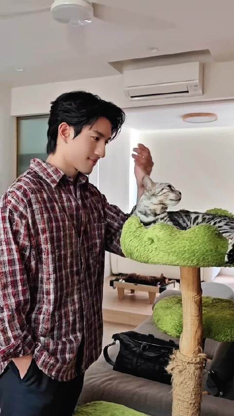 一二三四五六七只猫呀